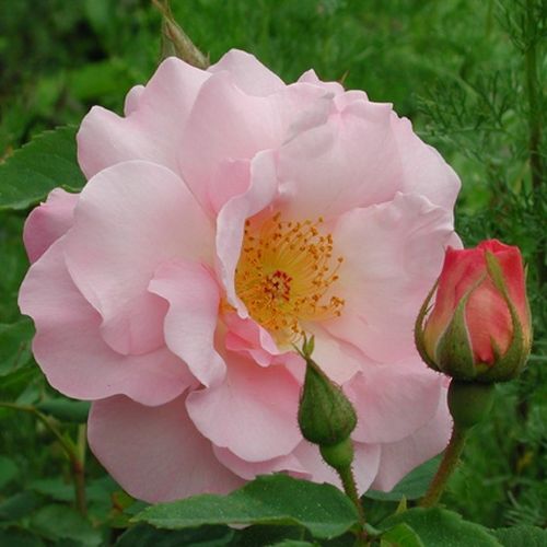 Vendita, rose rose antiche - rosa - Rosa Fritz Nobis® - rosa dal profumo discreto - Wilhelm J.H. Kordes II. - È una vecchia floribunda  che fiorisce solo una volta.